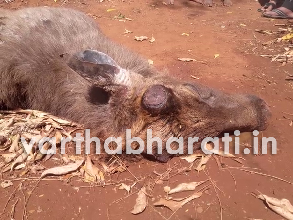 ನಾಯಿ ದಾಳಿಯಿಂದ ಬದುಕಿದ್ದ ಕಡವೆ ಮೃತ್ಯು: ಕಳ್ಳರ ಪಾಲಾದ ಬೃಹತ್ ಕೊಂಬು